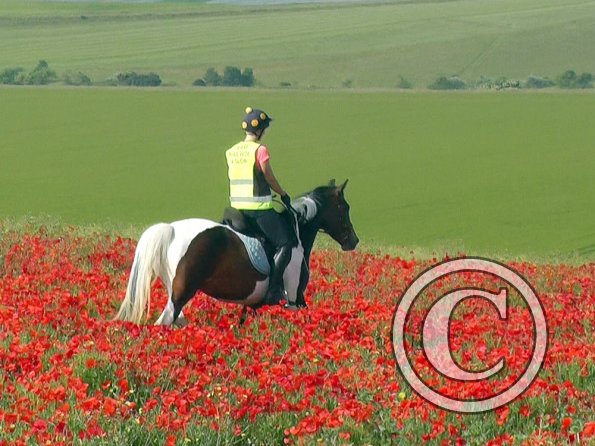 06-25-2015_074304(19)