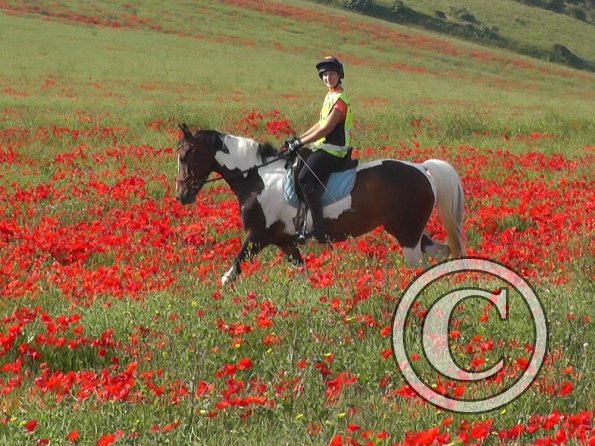 06-25-2015_074304(2)