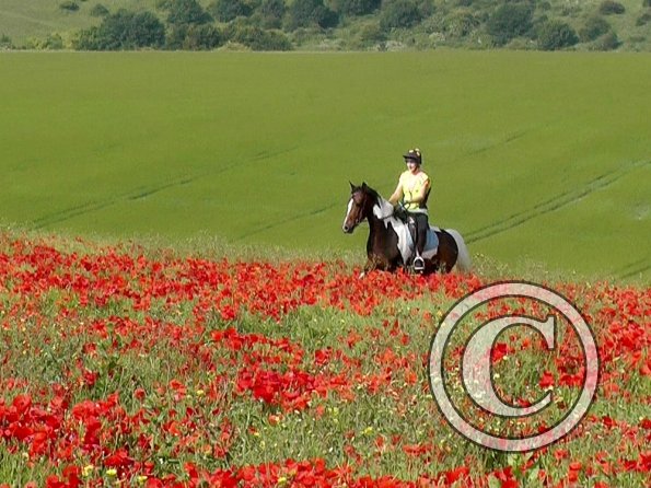 06-25-2015_074304(21)