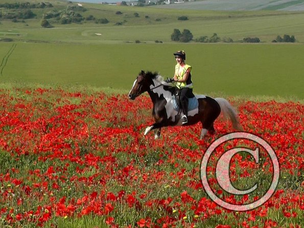 06-25-2015_074304(22)