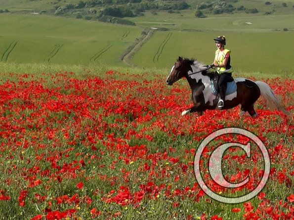 06-25-2015_074304(23)