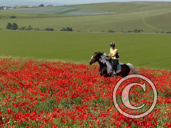 06-25-2015_074304(24)