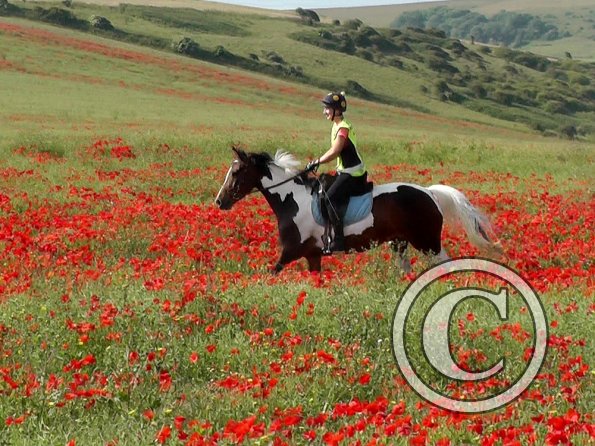 06-25-2015_074304(26)