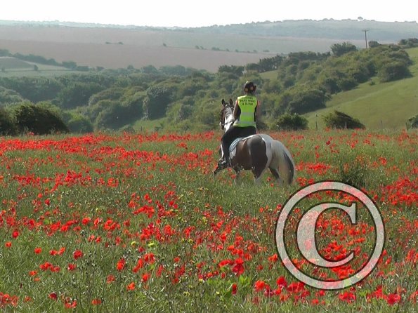 06-25-2015_074304(28)