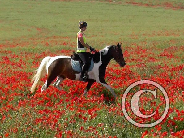 06-25-2015_074304(29)