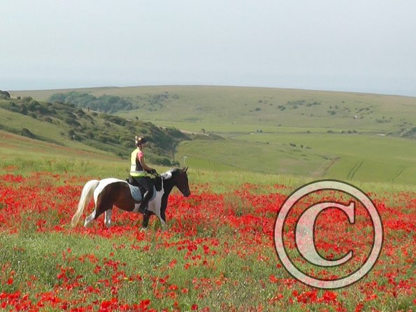 06-25-2015_074304(31)