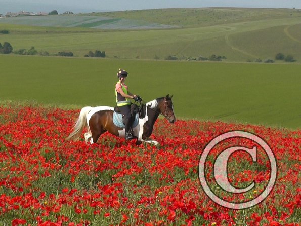 06-25-2015_074304(32)