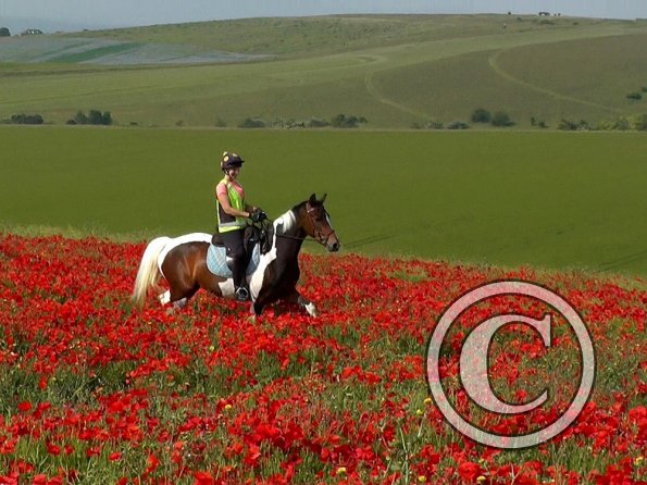 06-25-2015_074304(33)