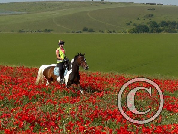 06-25-2015_074304(34)