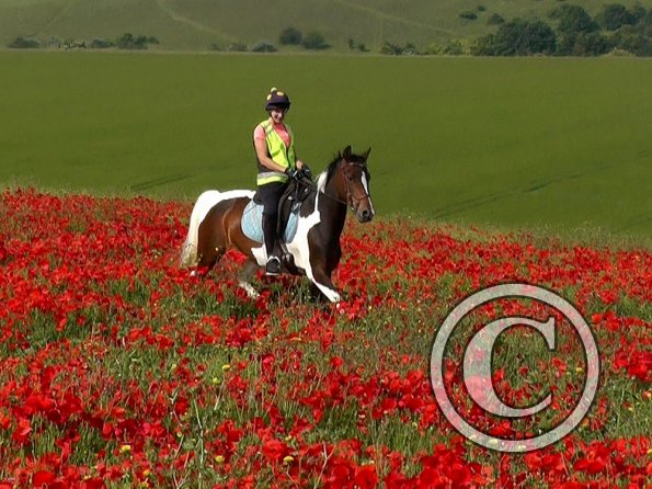 06-25-2015_074304(35)