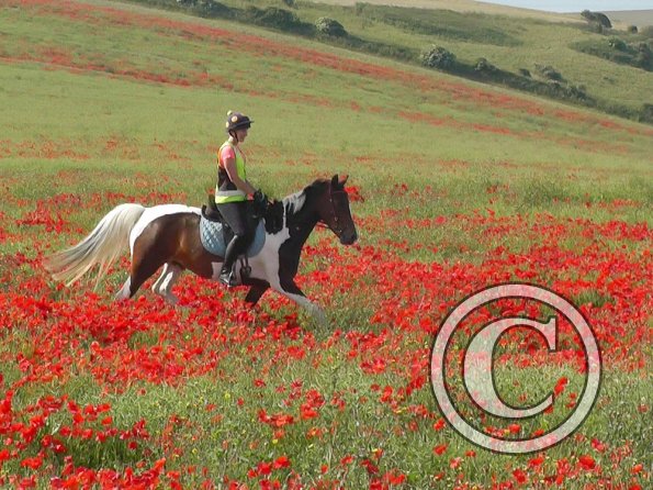 06-25-2015_074304(5)