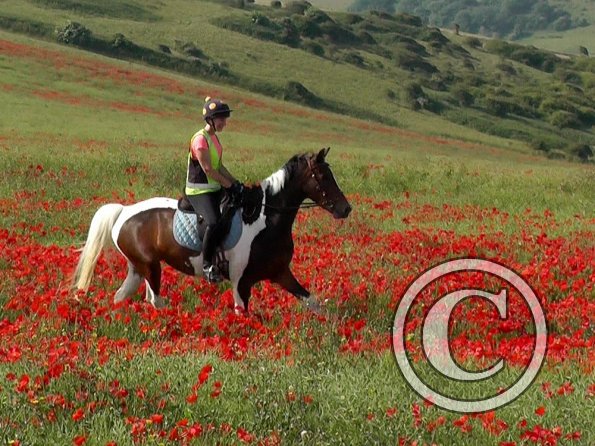 06-25-2015_074304(7)