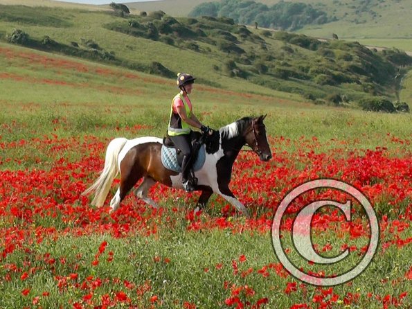 06-25-2015_074304(8)