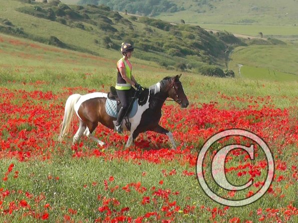 06-25-2015_074304(9)