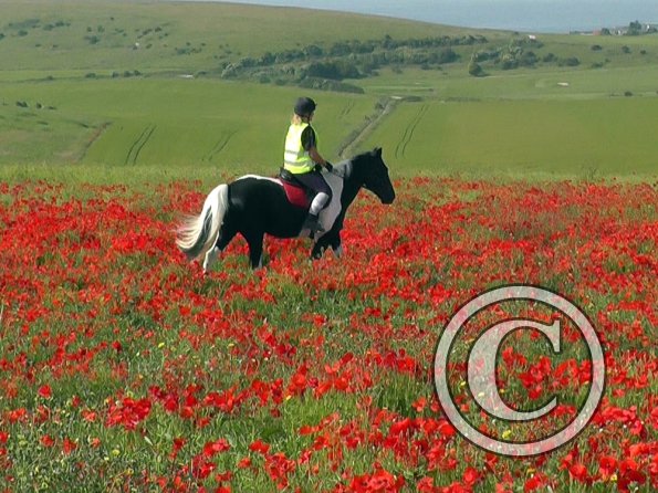 06-25-2015_074522(11)