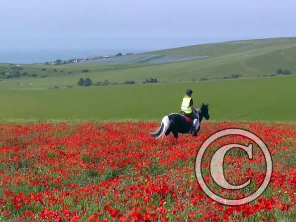 06-25-2015_074522(12)