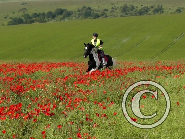 06-25-2015_074522(14)