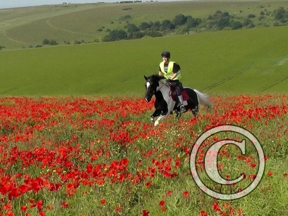 06-25-2015_074522(15)