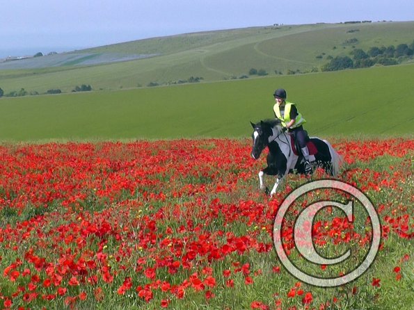 06-25-2015_074522(16)