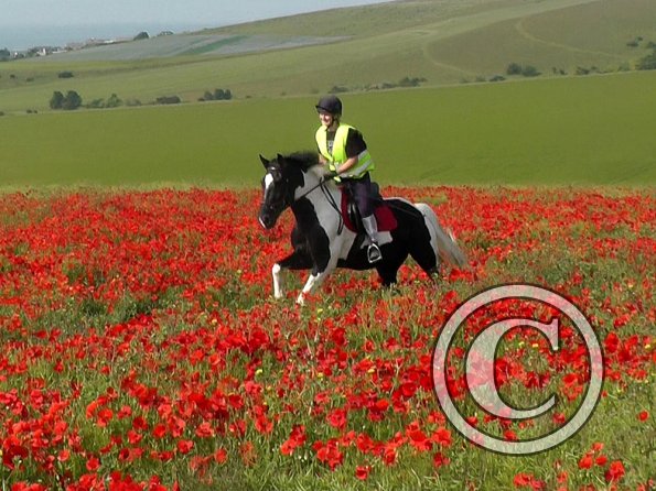 06-25-2015_074522(18)