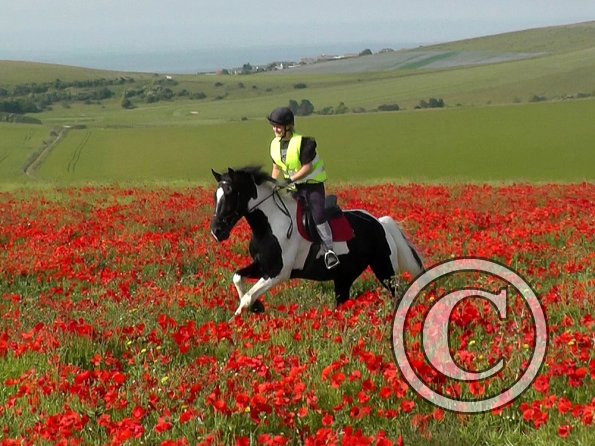 06-25-2015_074522(21)