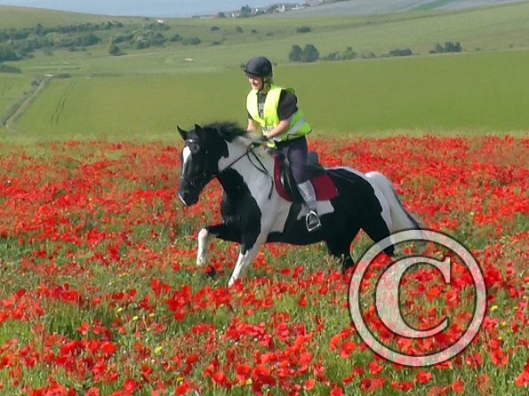 06-25-2015_074522(22)