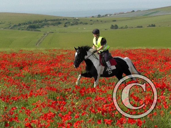 06-25-2015_074522(23)