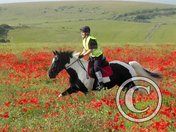 06-25-2015_074522(25)