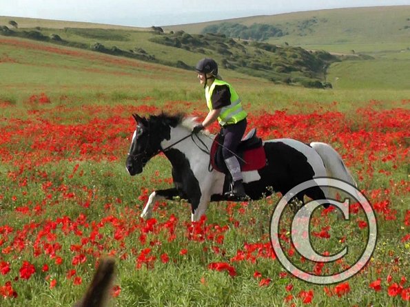 06-25-2015_074522(26)