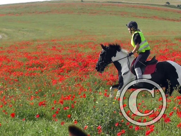 06-25-2015_074522(27)