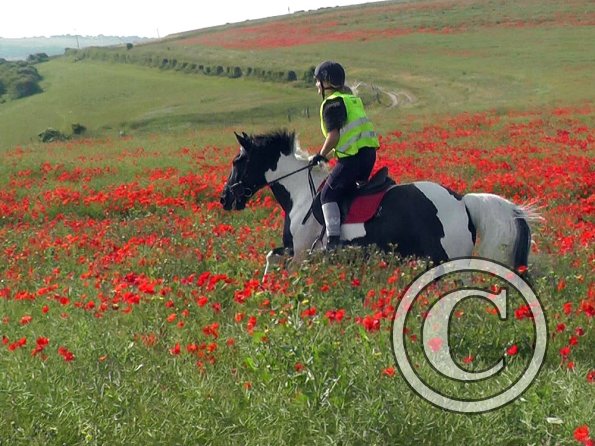 06-25-2015_074522(28)