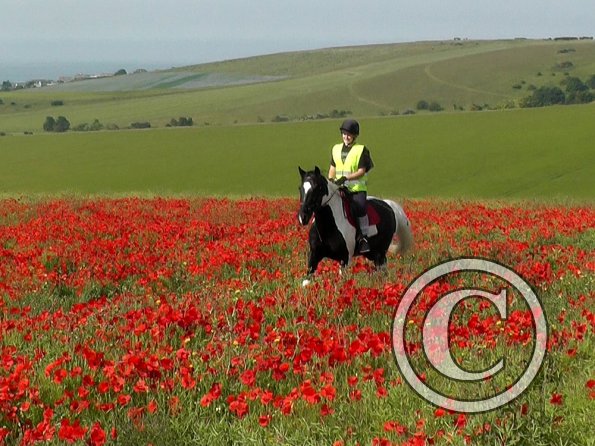 06-25-2015_074522(3)