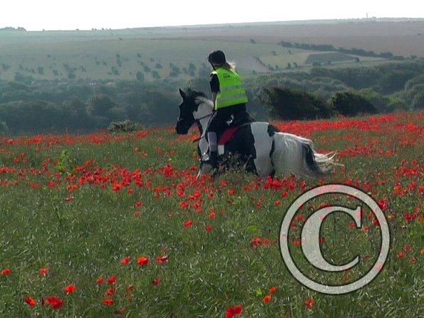 06-25-2015_074522(30)