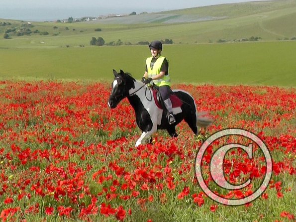 06-25-2015_074522(4)