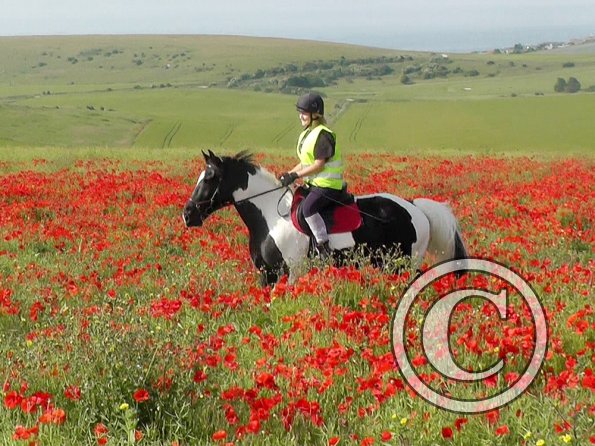 06-25-2015_074522(5)