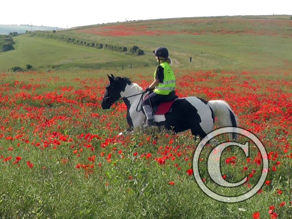 06-25-2015_074522(6)