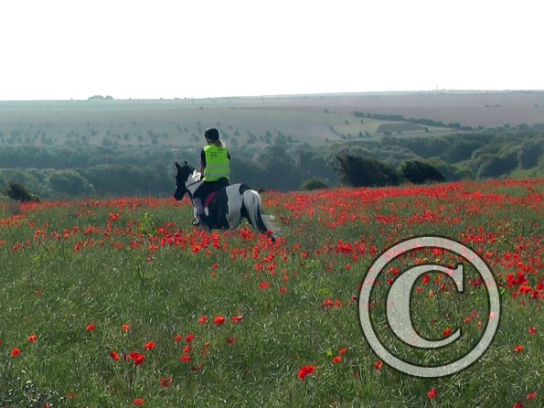 06-25-2015_074522(7)