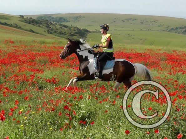 06-25-2015_074755(10)