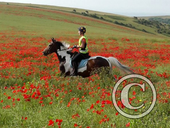 06-25-2015_074755(14)