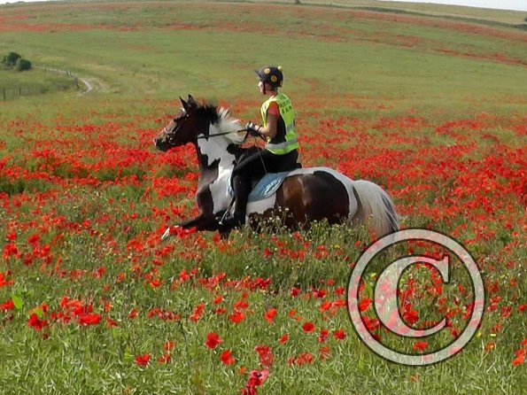 06-25-2015_074755(15)