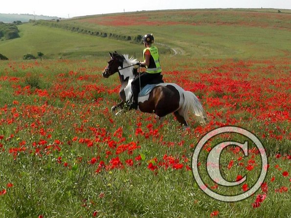 06-25-2015_074755(16)