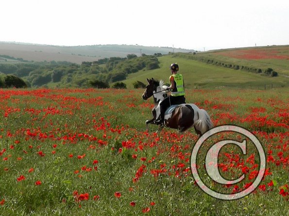 06-25-2015_074755(17)