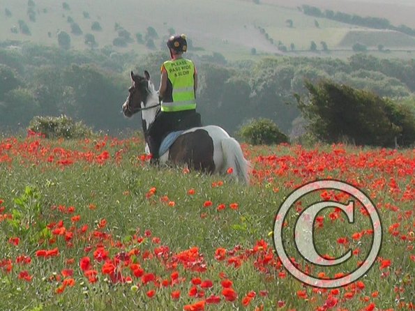 06-25-2015_074755(18)