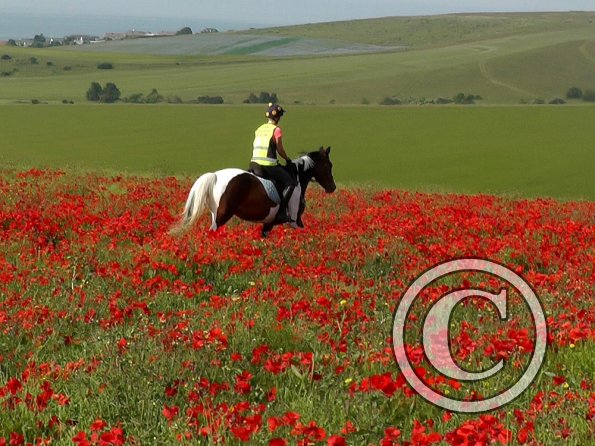 06-25-2015_074755(2)