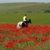 Playing in the poppies