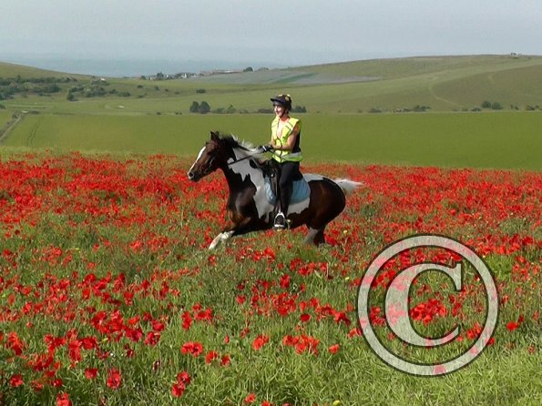 06-25-2015_074755(5)