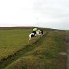 Ditch jumping (7)