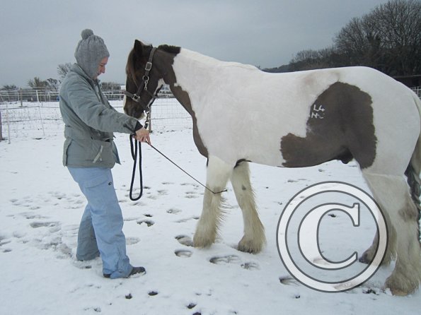 Practising bowing (10)