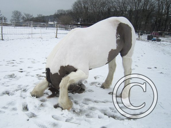 Practising bowing (9)