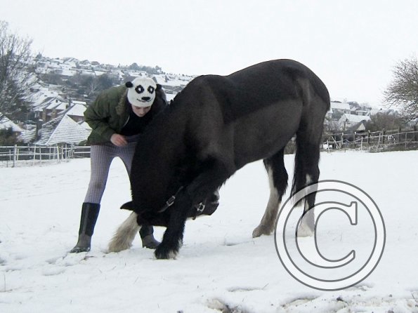 Teaching Jess to bow (2)